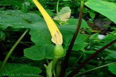 Colocasia esculenta